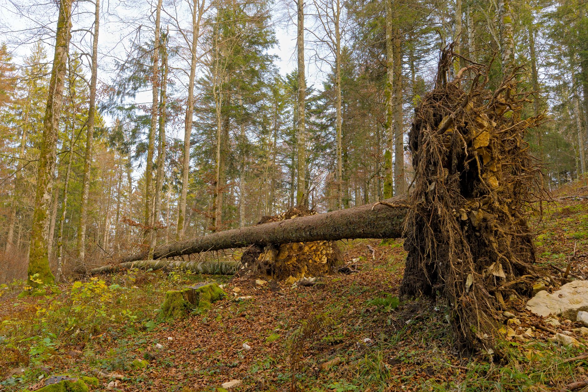 Enlèvement arbre urgence à Gradignan